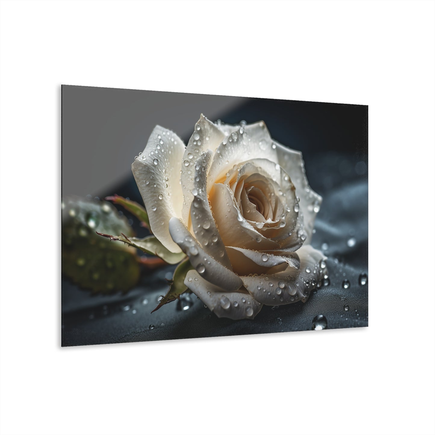 Acrylic Prints - Single White Rose